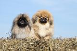 PEKINOIS 083